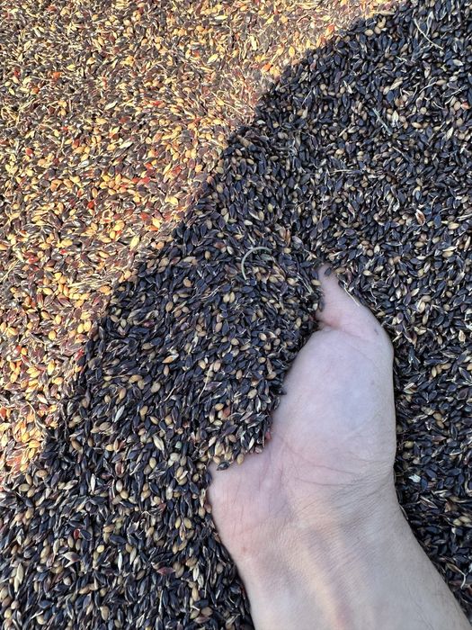 Продам семена суданки 1 РС