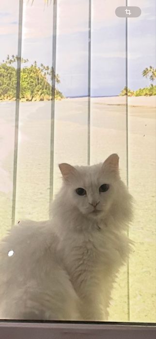 Потеряли кошку на низу