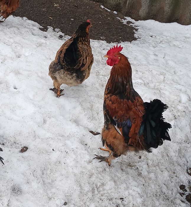 Vand 5 cocoși roșii