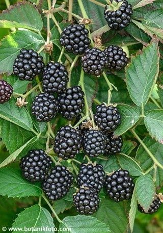 Къпина Черен сатен-(без бодли)