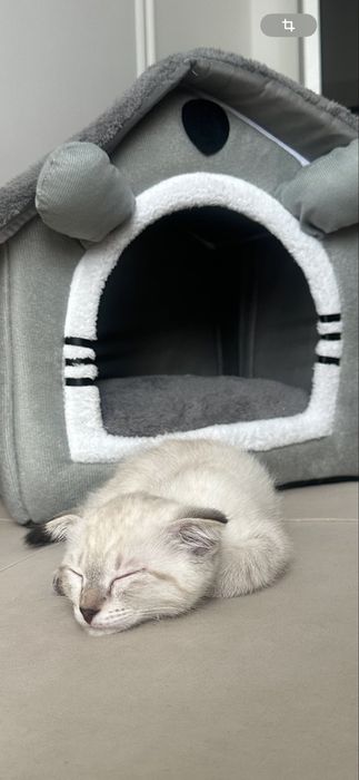 Шотландская кошка