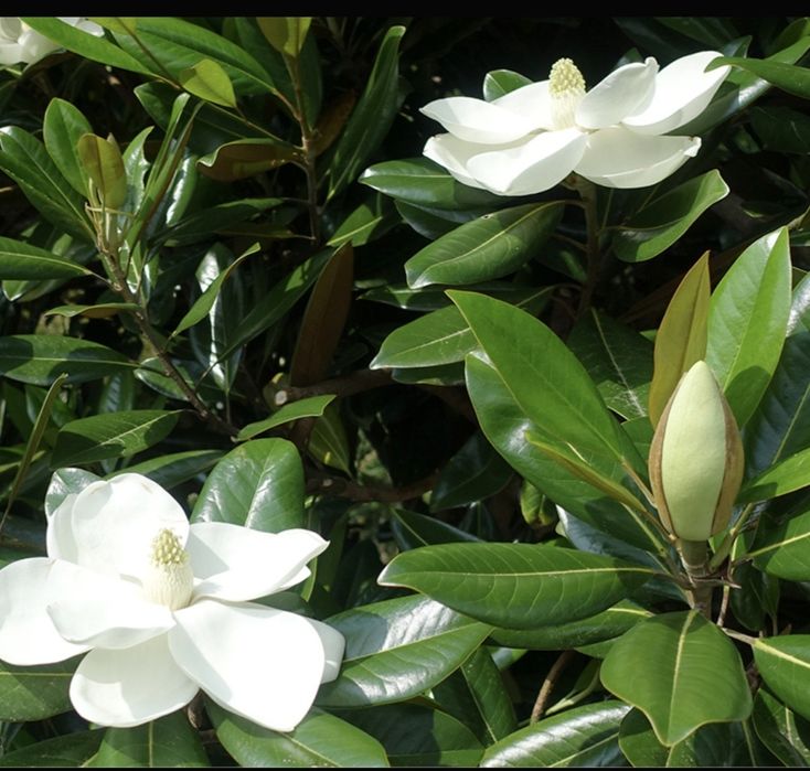 Магнолии Грандифлора