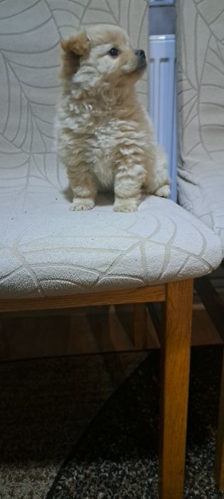 Кучета 2бр момичета шпиц-померан