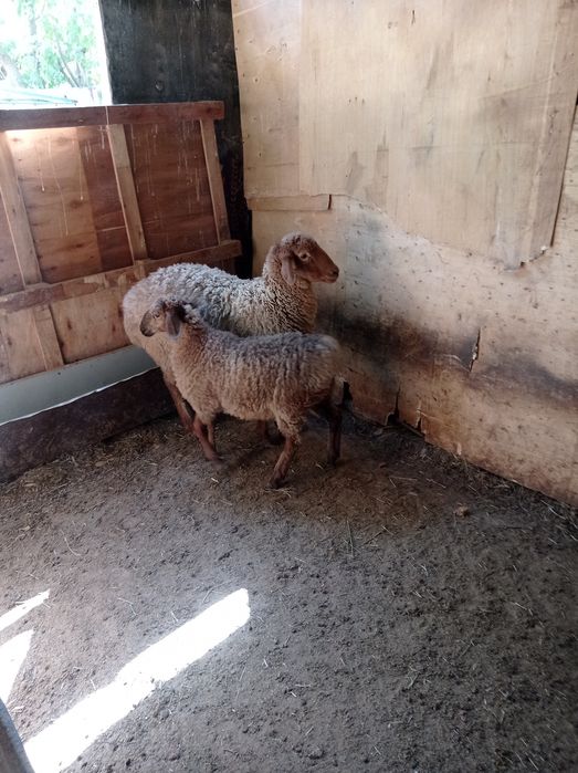 Продам баран и козы