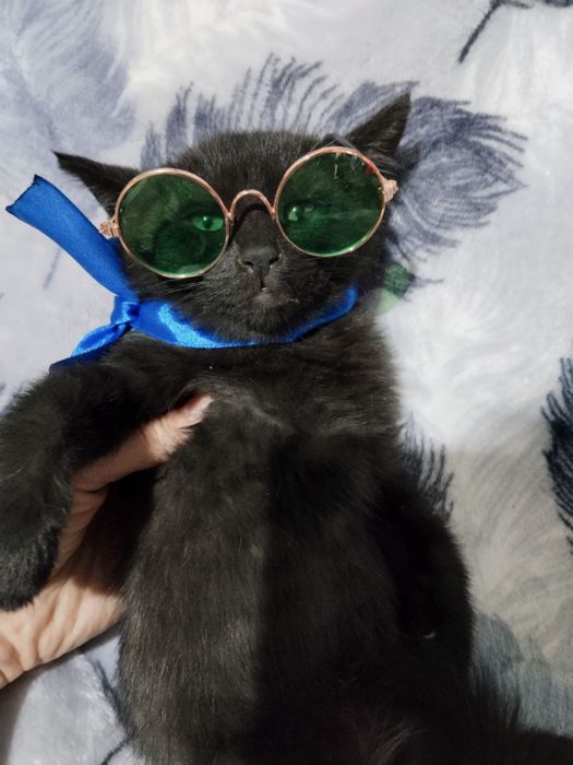 Котёнок мальчик 2 месяца