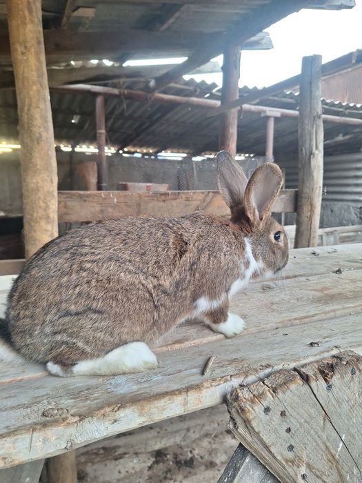 Кролик Самец  Микс