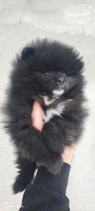 Померан,померанче