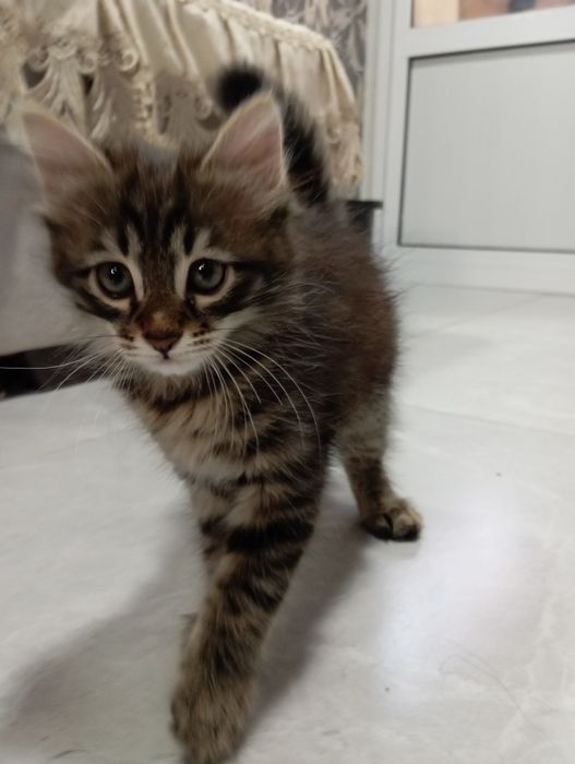 Котенок 2 месяца