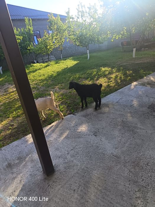 Сауын ешкі сатылады багасын келеміз