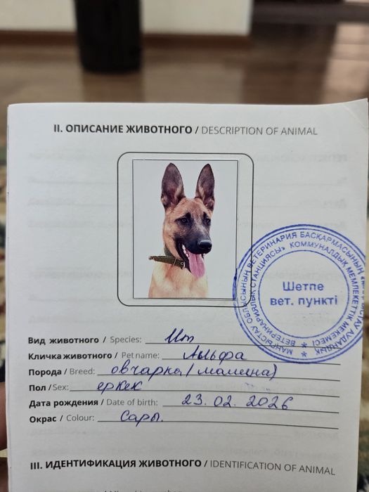 Белгиский овчарка