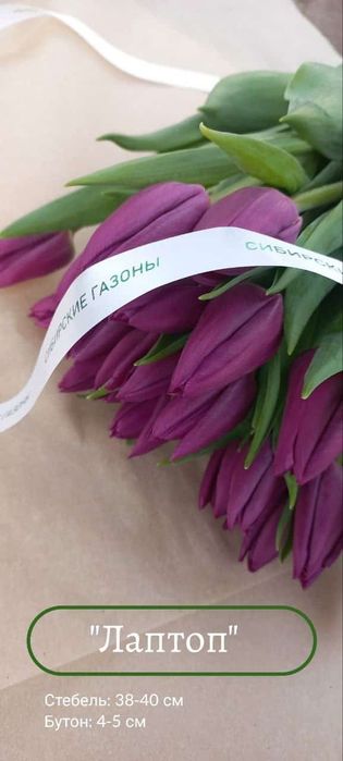 Тюльпаны в розницу от 550тг.