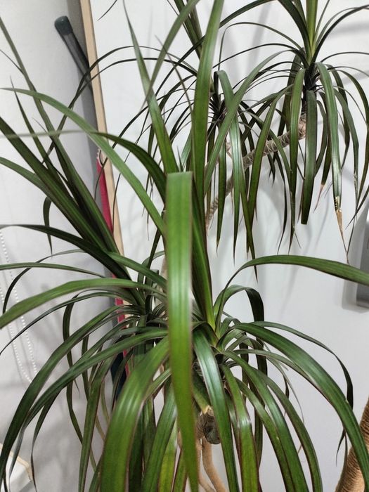 Продам драцену растение для интерьера