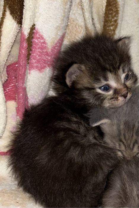 отдам кошечку в добрые руки:)