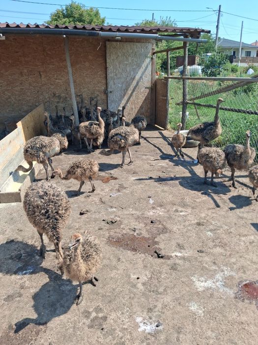 Pui de struți  cu  garantie