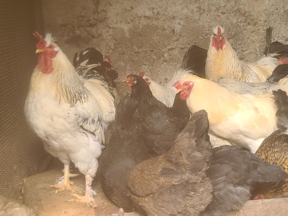 Куры петухи молодые