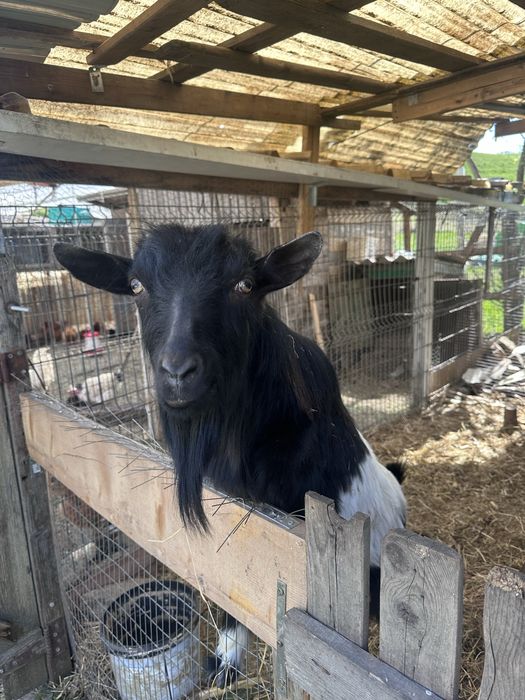 Vând pereche de capre tinere (1 an)