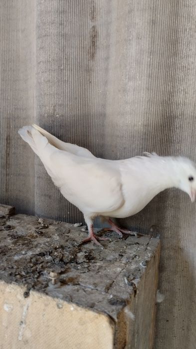 Продам бакинцов молодых