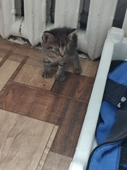 Отдам в хорошие руки