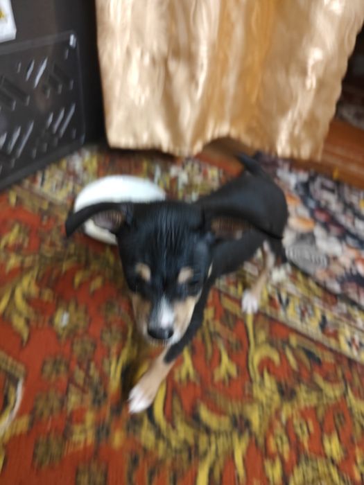 Продам щенков той терьера