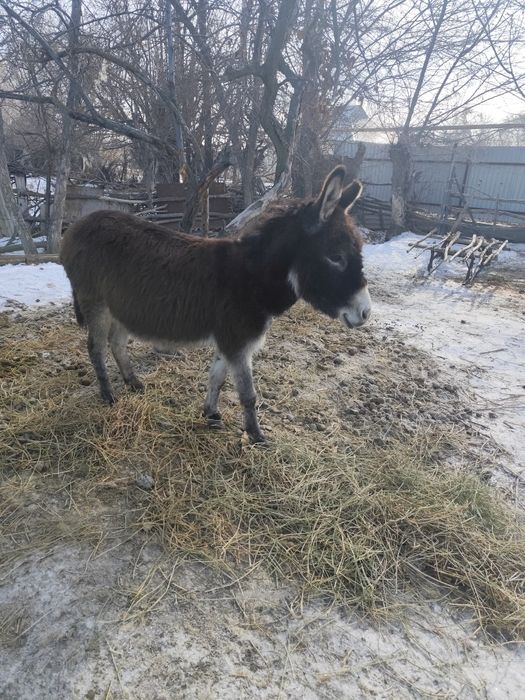 Есек сатылады 45000тг саудасы бар