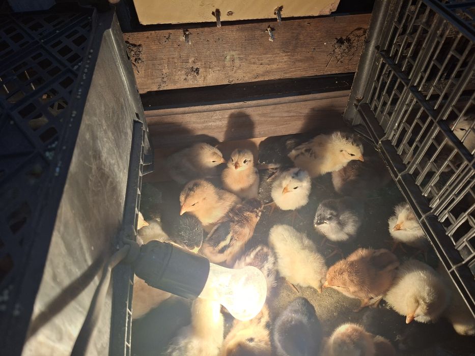 Цыплята  недельные домашних кур