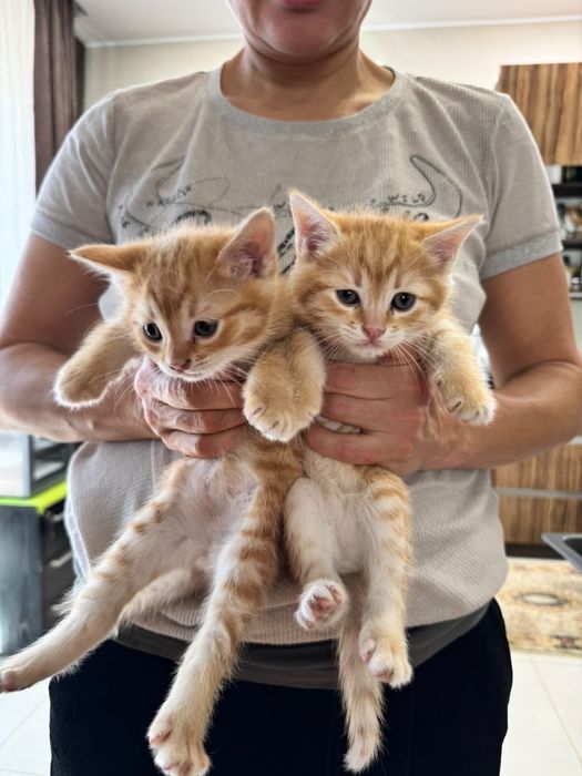 Отдам котят, родились в сентябре.