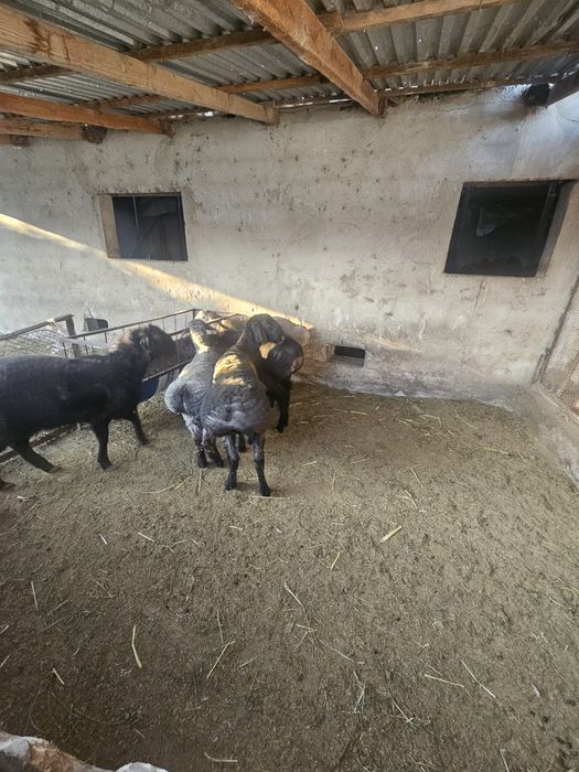 Қошқарлар сатылады