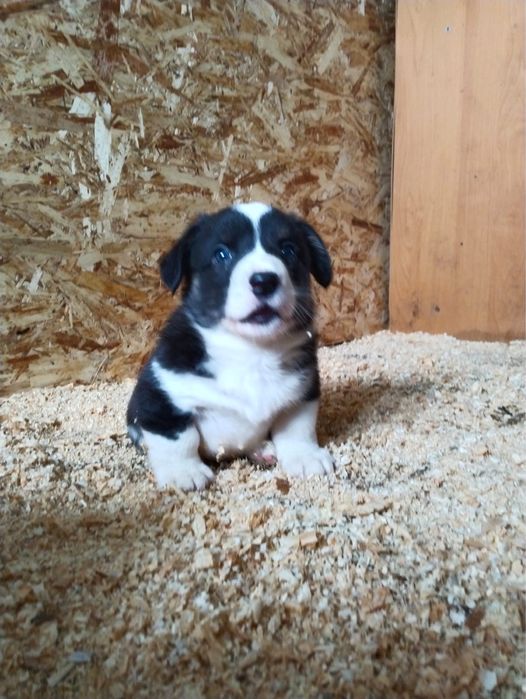 Вельш корги кардиган