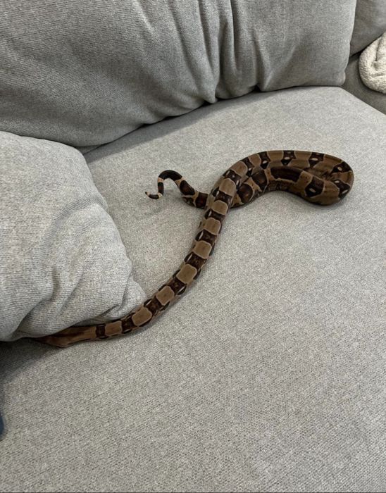 Императорский удав, нормал, самка, большая