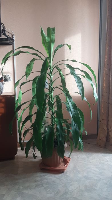 Комнатное растения