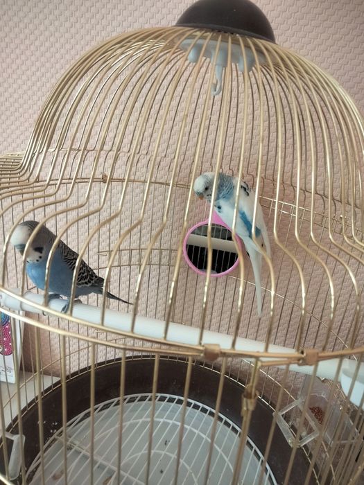 Продам волнистых попугаев, самец и самка.