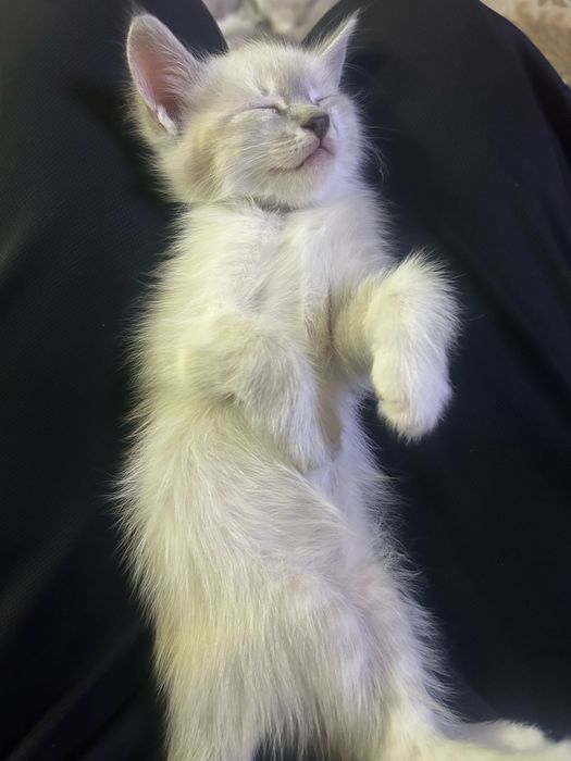 Отдам котят в хорошие руки