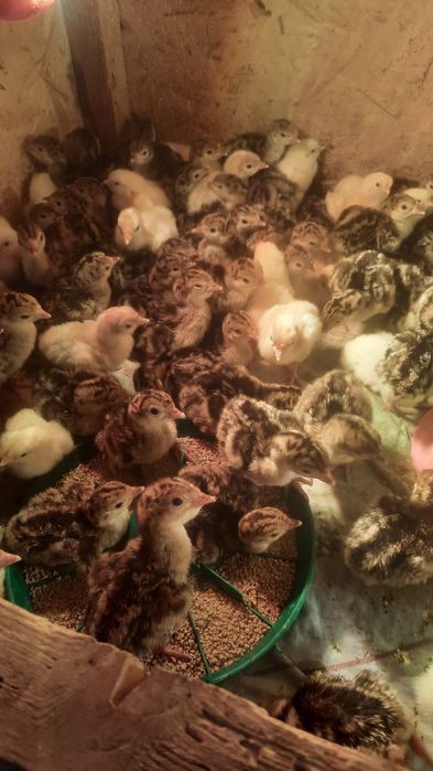 Индюк  Үндік  күрке тауық