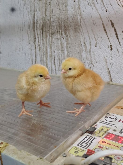 Ломанбраун балапаны сатылады