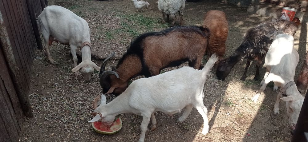 Занен пародалы ешкилер  сатылады