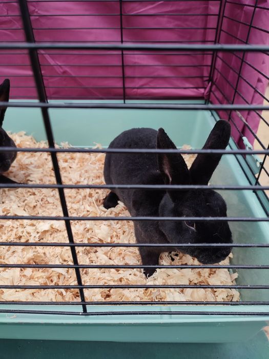 Iepuri rex castor și negru