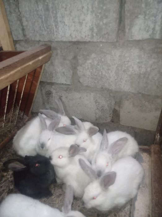Продам крольчат 1500тг