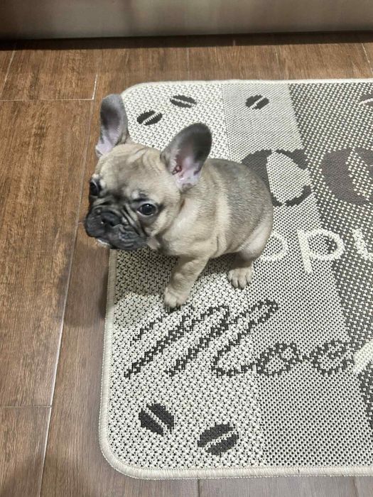 Bulldog Francez - 3 luni de vanzare.