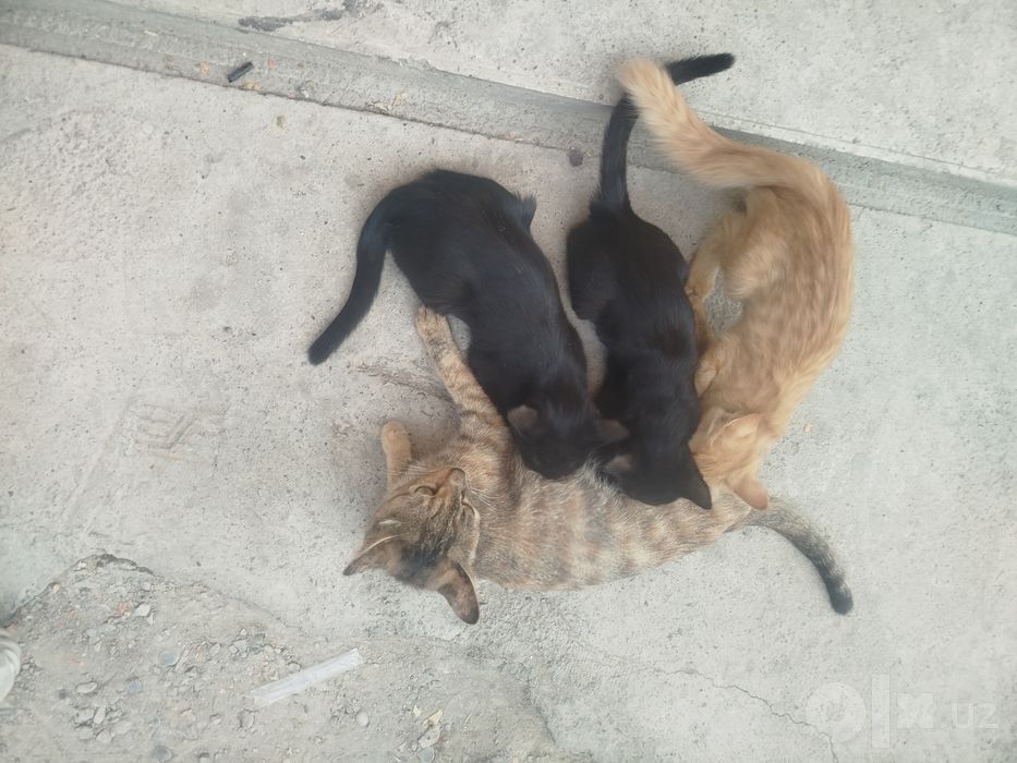 Продаются 3 котята,
