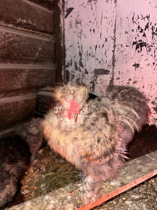 Cocosi matase japoneză