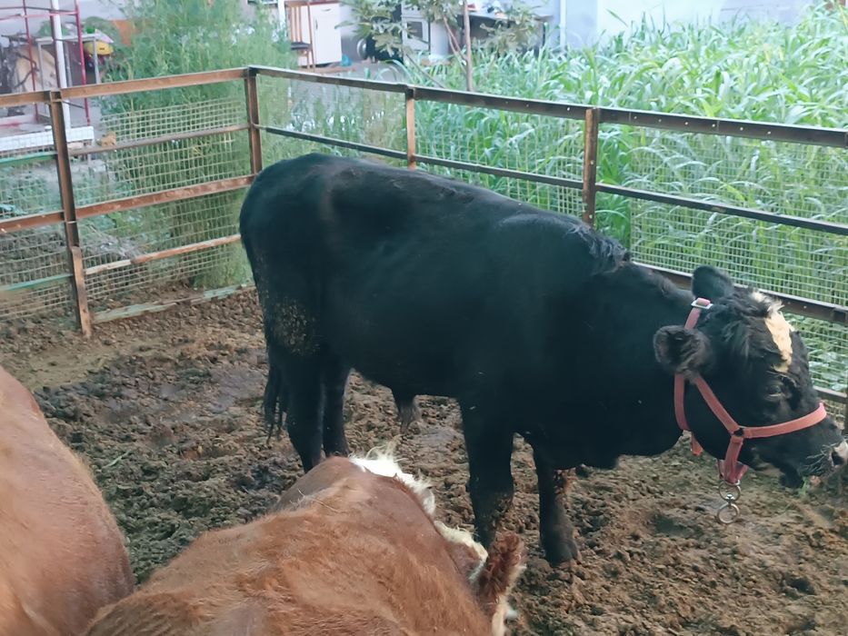 Green Ford buqalar sotiladi