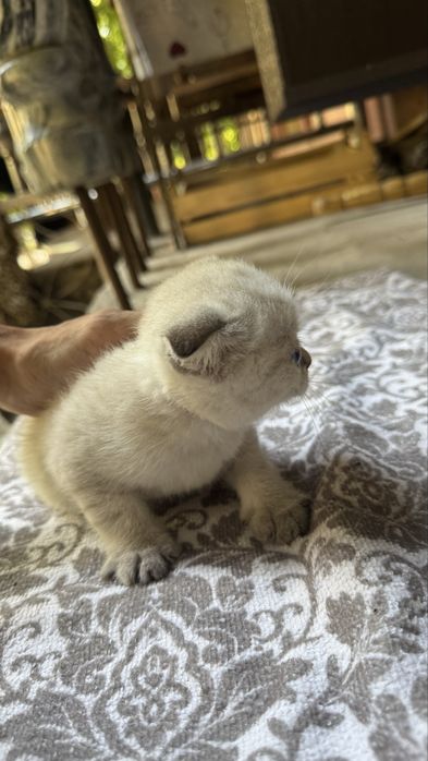 Шотландский вислоухий мальчик