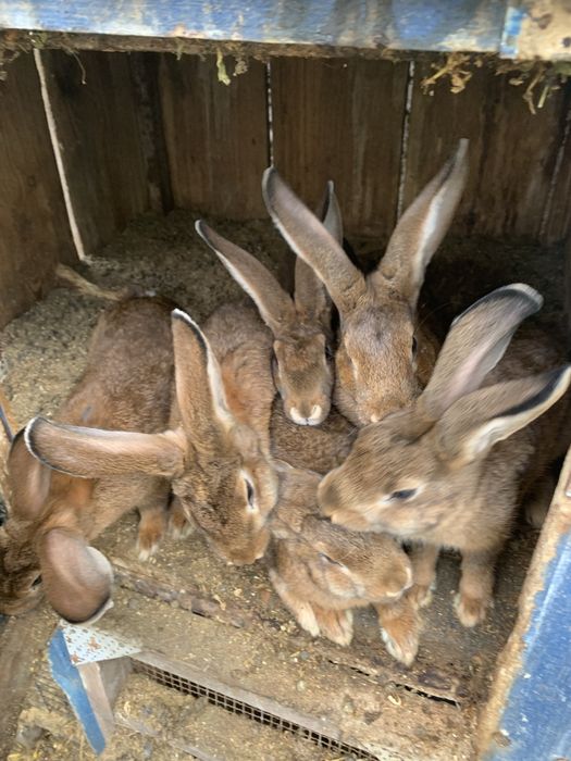 Iepuri  — 70 lei .