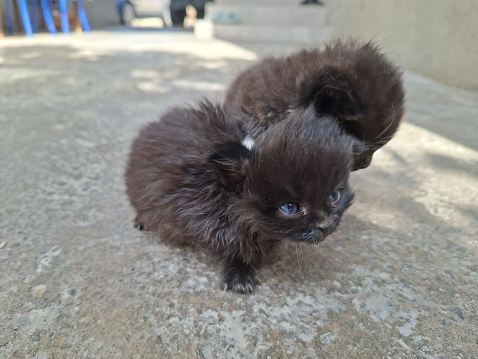 Отдам котят в хорошие руки