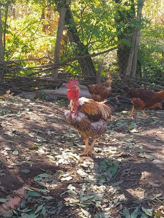 Vând cocos de anul trecut