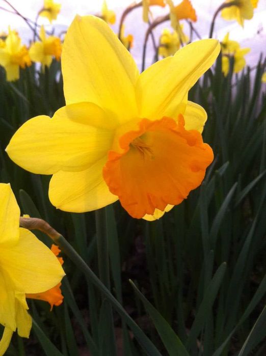 луковицы сортовых тюльпанов,трубчатых нарциссов,белых гиацинтов