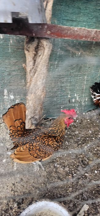 Cocoș sebright auriu