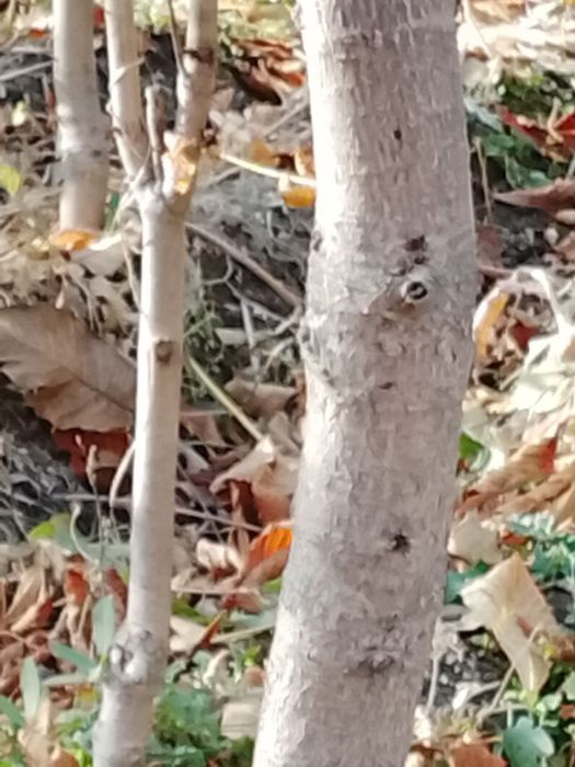 Manzarali Kashtan koʻchatlar