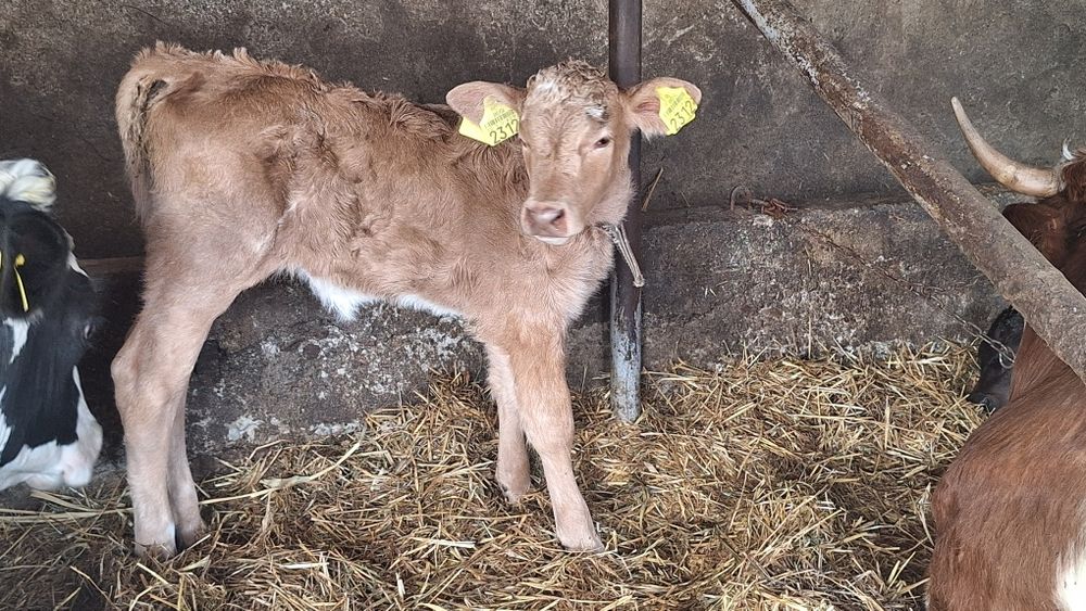 Vand viței de carne