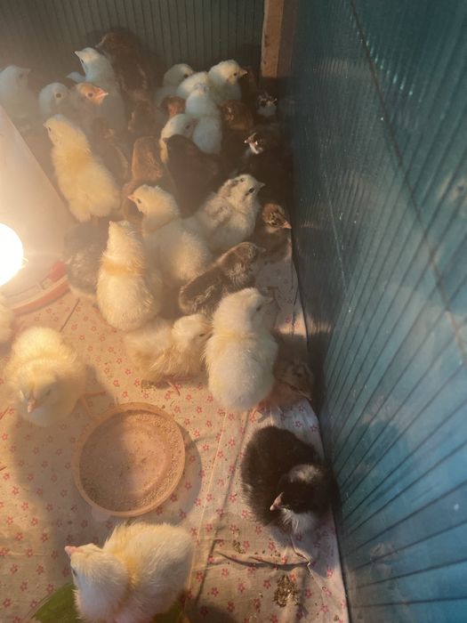 Суточные цыплята